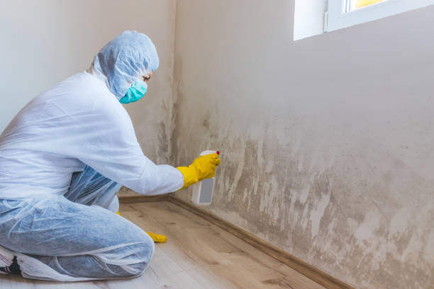 Licensed Basement Mold Removal service in Boiling Springs, PA - WQB Mold Removal